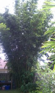 grow bamboo hedge