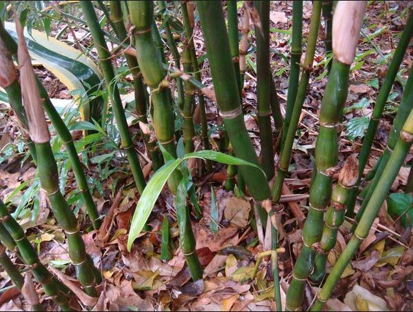 Bamboo Torture - Bamboo Propagation