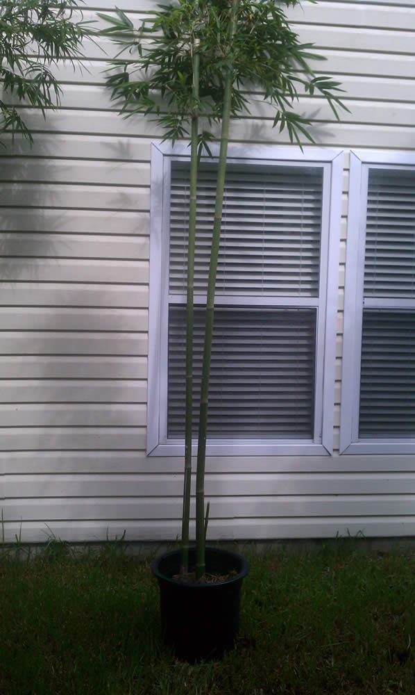 Propagating Clumping Bamboo Video Part 2