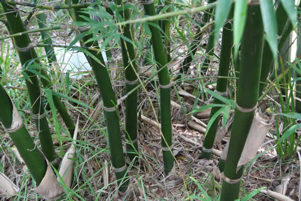Bamboo Propagation Info