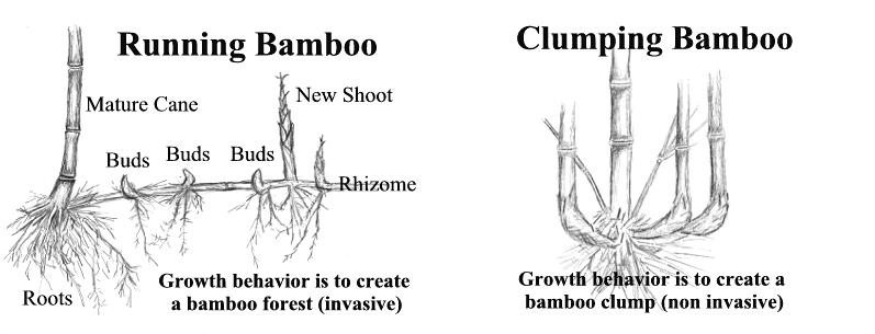 Bamboo Taxonomy