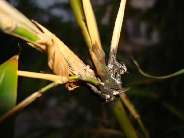 what-s-that-black-stuff-growing-on-my-bamboo-bamboo-propagation