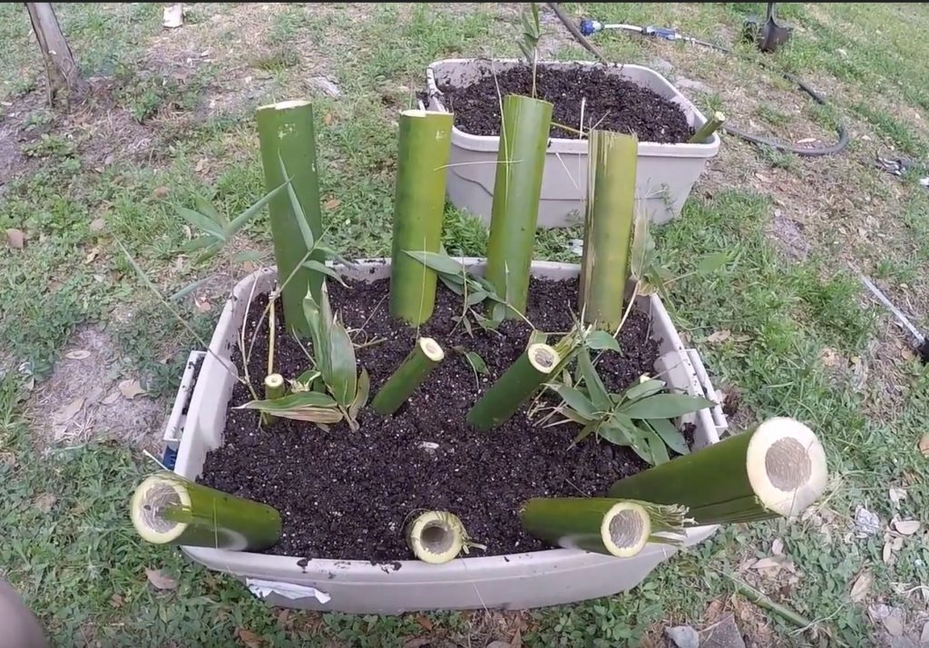 How to Grow & Propagate Dendrocalamus Validus from Bamboo