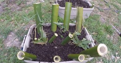 How to Grow & Propagate Dendrocalamus Validus from Bamboo Culm Cuttings