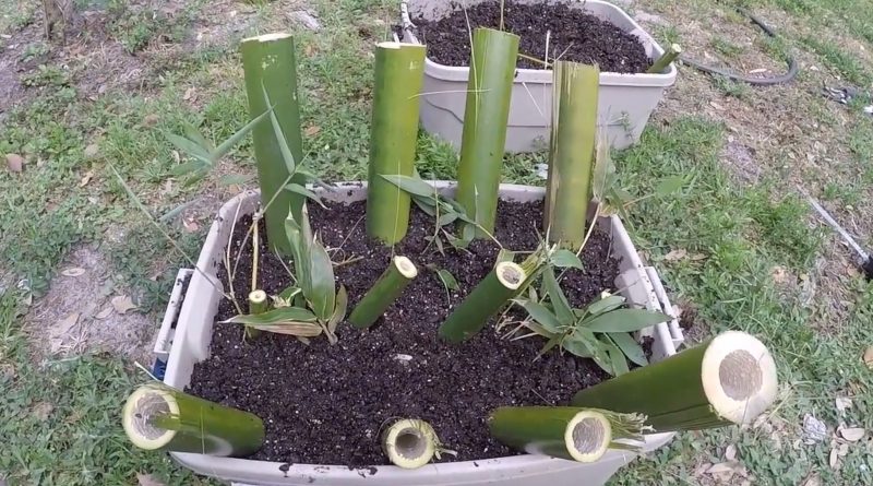 grow and propagate bamboo culm cuttings